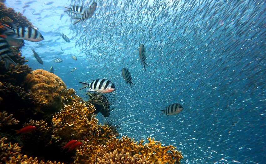 poissons-ocean-recif-corail-illustration-pretexte