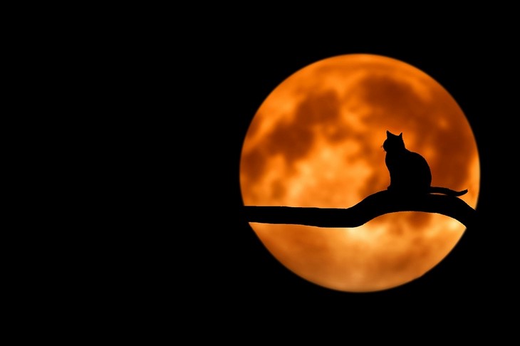 silhouette-chat-sur-lune